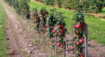 Jaké odrůdy jabloní na trpasličích podnožích jsou vhodné pro pěstování v letní chatě